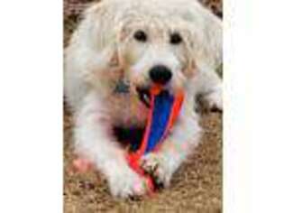 Labradoodle Puppy for sale in Powhatan, VA, USA