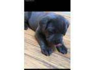Cane Corso Puppy for sale in Owings Mills, MD, USA