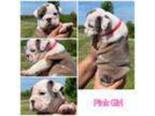 Bulldog Puppy for sale in Crittenden, KY, USA