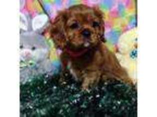 Cavalier King Charles Spaniel Puppy for sale in Vinton, IA, USA