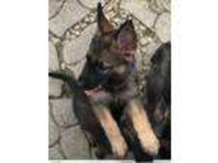 German Shepherd Dog Puppy for sale in Lake City, FL, USA