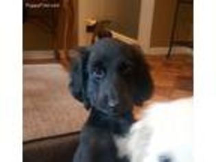 Afghan Hound Puppy for sale in Indianapolis, IN, USA