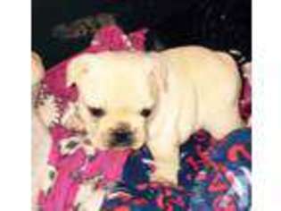 French Bulldog Puppy for sale in PENROSE, CO, USA