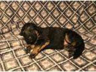 German Shepherd Dog Puppy for sale in Pomaria, SC, USA