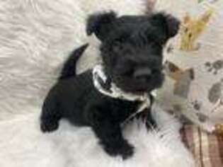 Scottish Terrier Puppy for sale in Worden, MT, USA