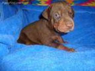 Doberman Pinscher Puppy for sale in Fritch, TX, USA