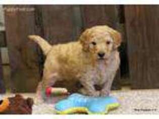 Goldendoodle Puppy for sale in Norman, OK, USA