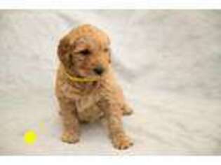 Goldendoodle Puppy for sale in Moreno Valley, CA, USA