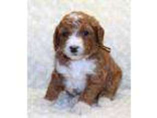 Goldendoodle Puppy for sale in East Liverpool, OH, USA