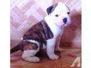 American Bulldog Puppy for sale in KISSIMMEE, FL, USA