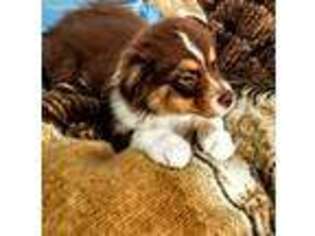 Australian Shepherd Puppy for sale in Shenandoah, PA, USA