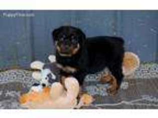 Rottweiler Puppy for sale in Sparta, TN, USA