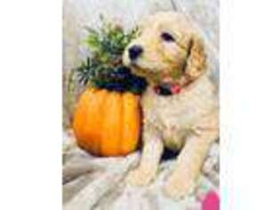Goldendoodle Puppy for sale in Meridian, MS, USA