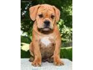 Olde English Bulldogge Puppy for sale in Millersburg, OH, USA