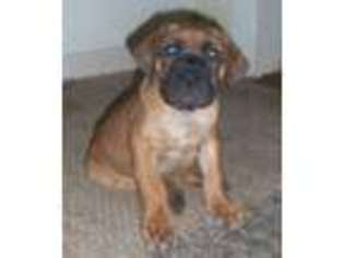 Boerboel Puppy for sale in BRISTOL, CT, USA
