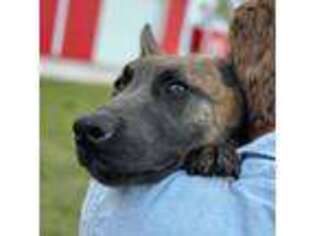 Dutch Shepherd Dog Puppy for sale in Plant City, FL, USA