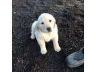 Golden Retriever Puppy for sale in Liberty, NY, USA