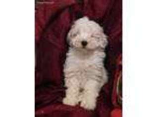 Goldendoodle Puppy for sale in Thorp, WI, USA