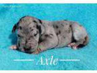 Great Dane Puppy for sale in Liberty, KY, USA
