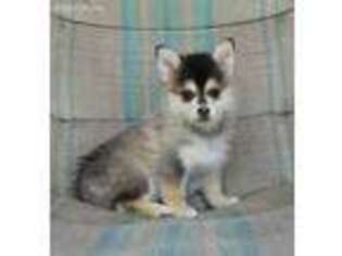 Siberian Husky Puppy for sale in Philippi, WV, USA