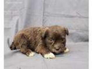 Mutt Puppy for sale in Bay Minette, AL, USA