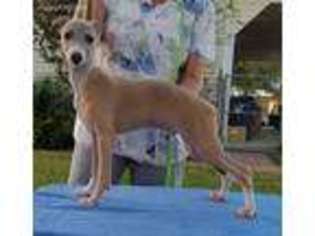 Italian Greyhound Puppy for sale in Micanopy, FL, USA