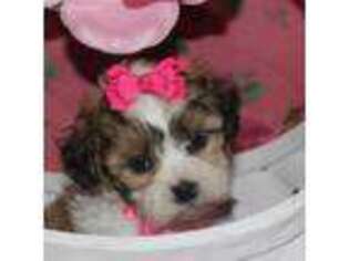 Shih-Poo Puppy for sale in Rising City, NE, USA