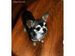 Chihuahua Puppy for sale in Gainesville, FL, USA