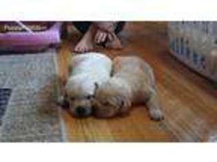 Labrador Retriever Puppy for sale in Edmeston, NY, USA