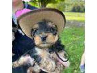 Yorkshire Terrier Puppy for sale in Mount Sterling, KY, USA