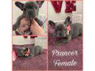 French Bulldog Puppy for sale in Queen Creek, AZ, USA