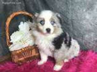 Miniature Australian Shepherd Puppy for sale in Magnolia, OH, USA