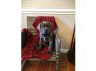 Cane Corso Puppy for sale in New Holland, PA, USA