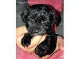 Yorkshire Terrier Puppy for sale in Clare, IL, USA
