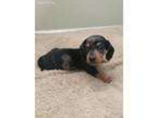 Dachshund Puppy for sale in Mount Vernon, MO, USA