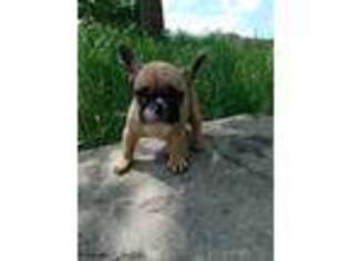 French Bulldog Puppy for sale in Cleveland, OH, USA