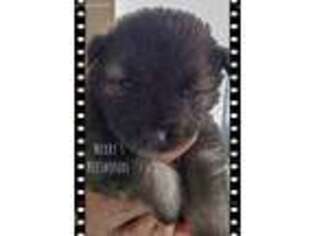 Keeshond Puppy for sale in Bigelow, AR, USA