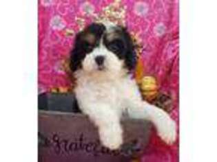 Cavachon Puppy for sale in Woodburn, IN, USA
