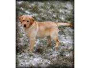 Labrador Retriever Puppy for sale in Brownsville, OR, USA