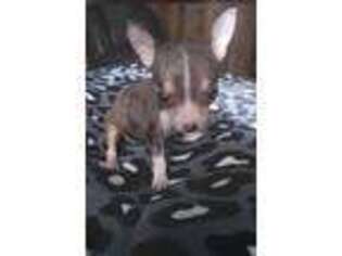Chihuahua Puppy for sale in Charlotte, NC, USA