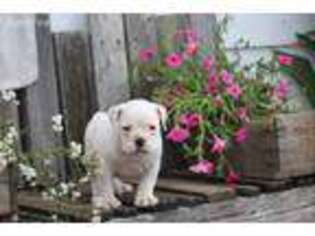 Bulldog Puppy for sale in West Lafayette, OH, USA