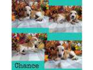 Beagle Puppy for sale in Golden City, MO, USA