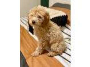 Labradoodle Puppy for sale in Federal Way, WA, USA