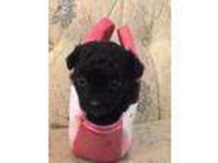 Miniature Pinscher Puppy for sale in Jackson, TN, USA