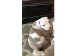 American Bulldog Puppy for sale in Bryans Road, MD, USA