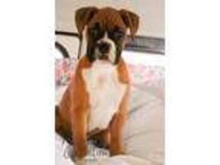 Boxer Puppy for sale in Argos, IN, USA