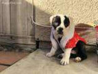 Bulldog Puppy for sale in Redlands, CA, USA