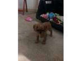 Mutt Puppy for sale in Spanaway, WA, USA