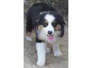 Australian Shepherd Puppy for sale in Dunnellon, FL, USA