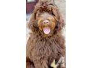 Labradoodle Puppy for sale in CRYSTAL LAKE, IL, USA